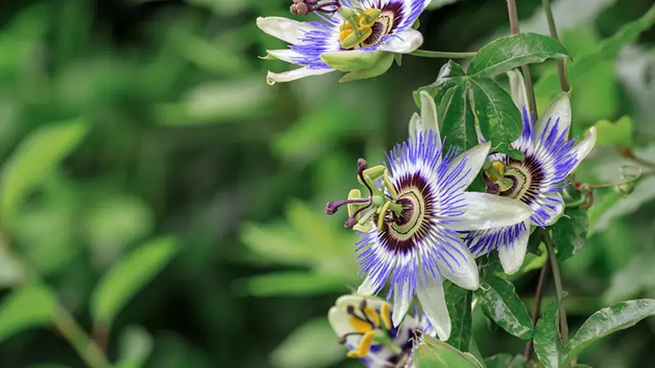 Passiflora_2_796x448 - Integratore per dormire passiflora