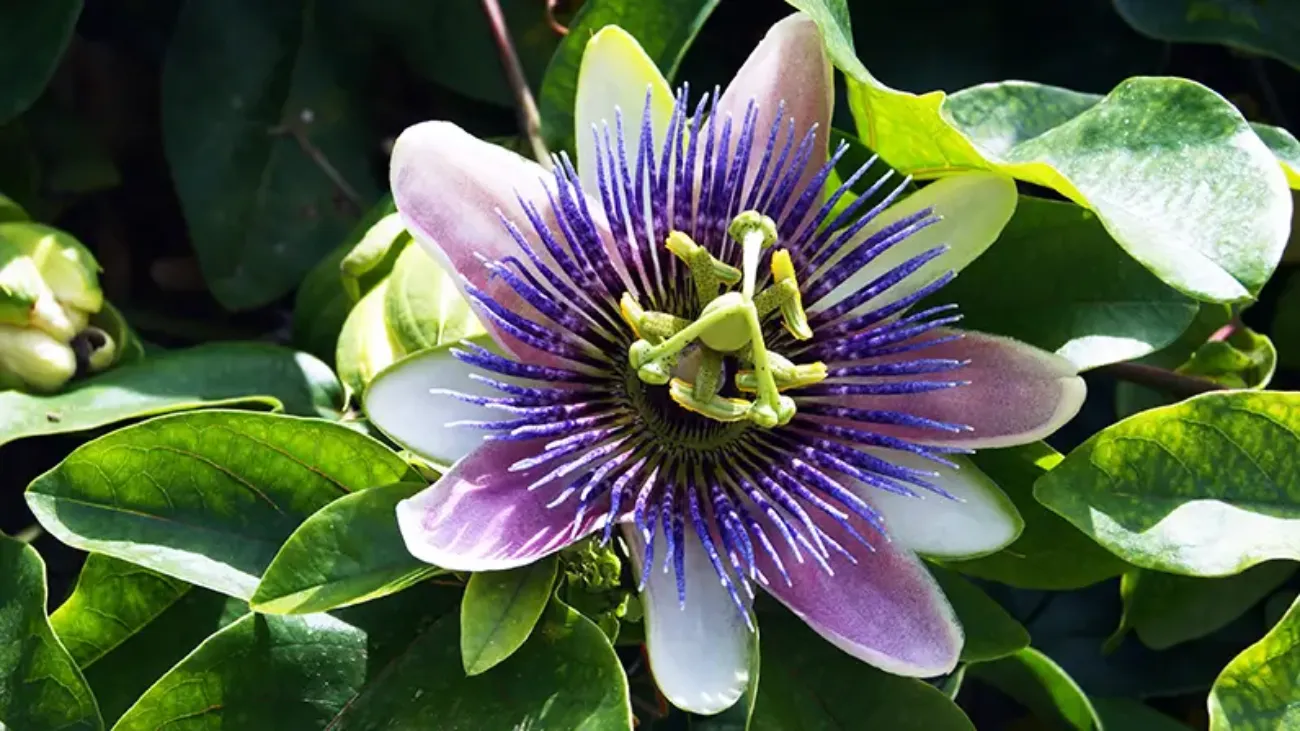 Passiflora_3_796x448 - Passiflora per dormire