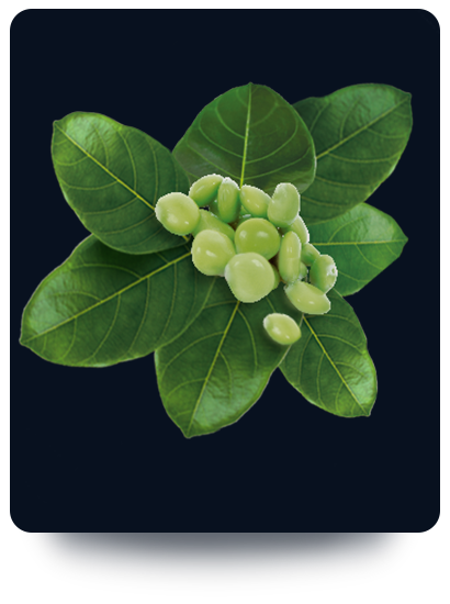 Griffonia - Griffonia proprietà