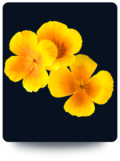 Papavero_2 - Papavero della california per dormire