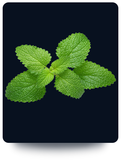 Melissa_1 - Melissa proprietà