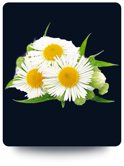 Camomilla - Camomilla proprietà