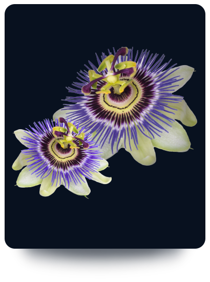 2-passiflora - Passiflora proprietà